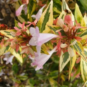 Abelie 'Francis Mason' Abelia grandiflora 25 bis 30 cm im Container Überhängender Wuchs