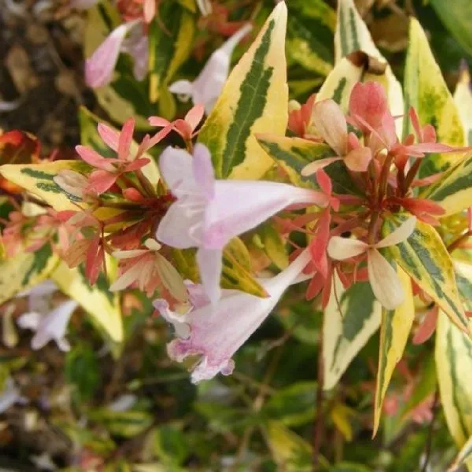 arborix Abelie 'Francis Mason' Abelia Grandiflora 25 Bis 30 Cm Im Container Überhängender Wuchs
