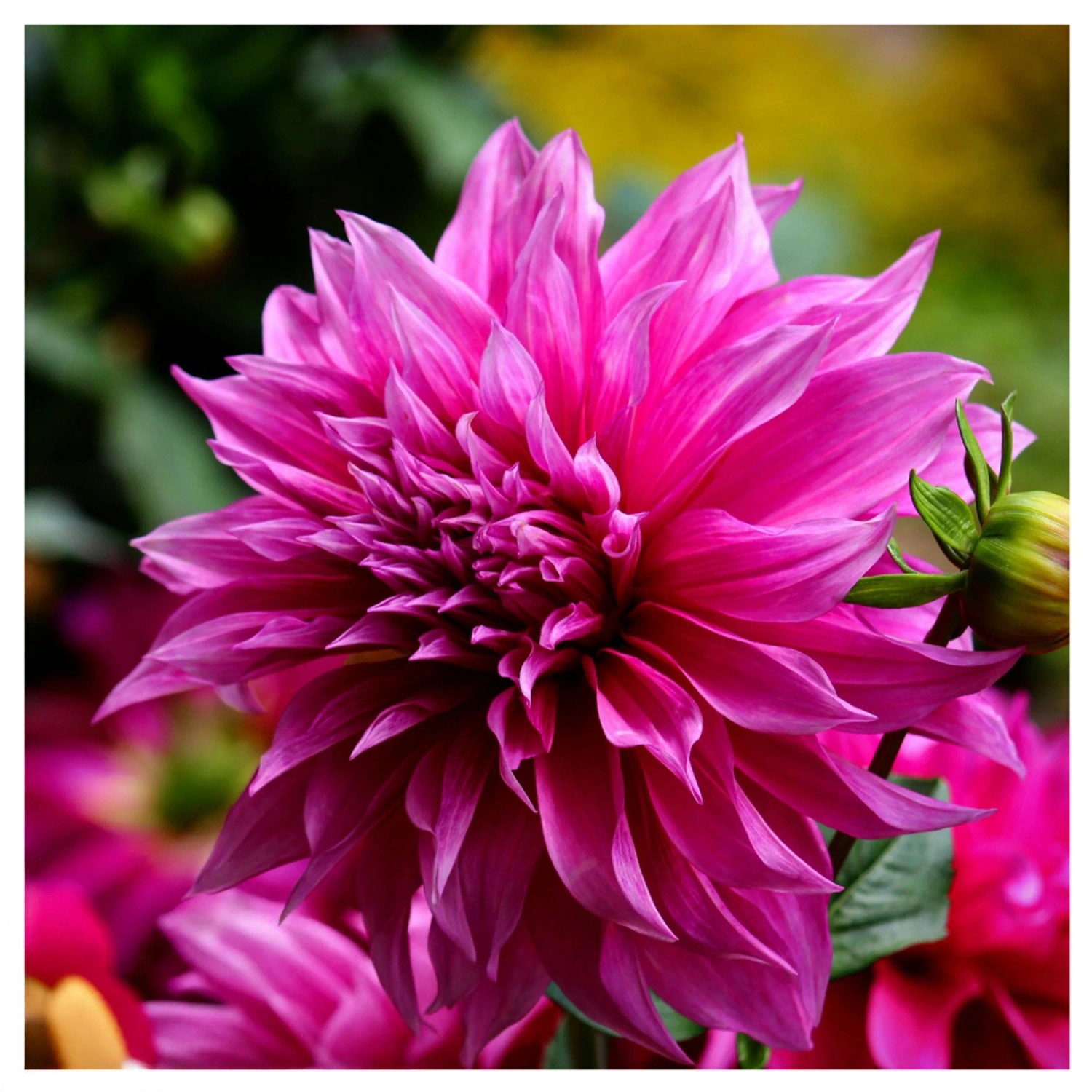 Plant In A Box Dahlie X3  Dahlia 'Café Au Lait Rosé' Höhe 10cm Ø1 Rosa