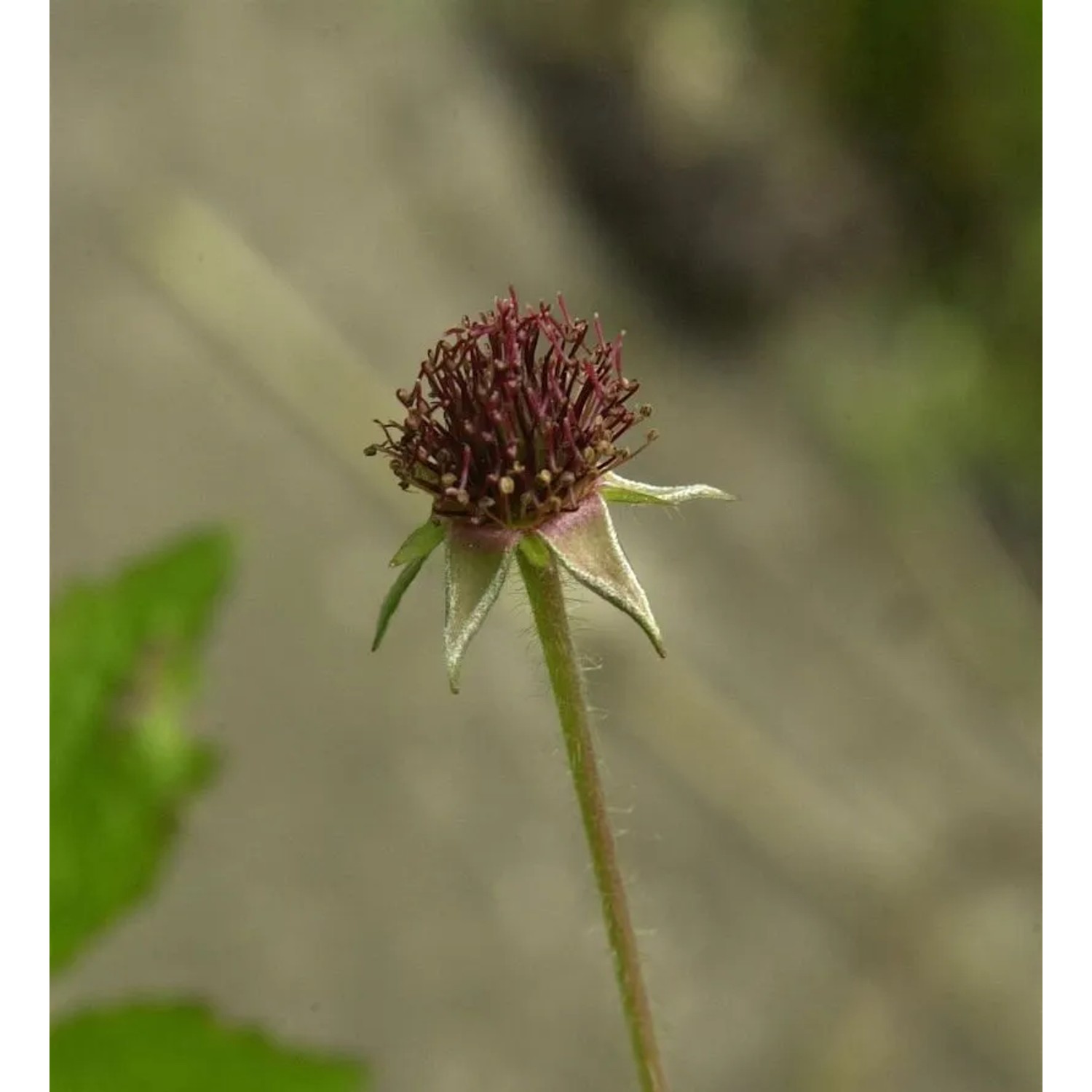 Echter Nelkenwurz - Geum urbanum