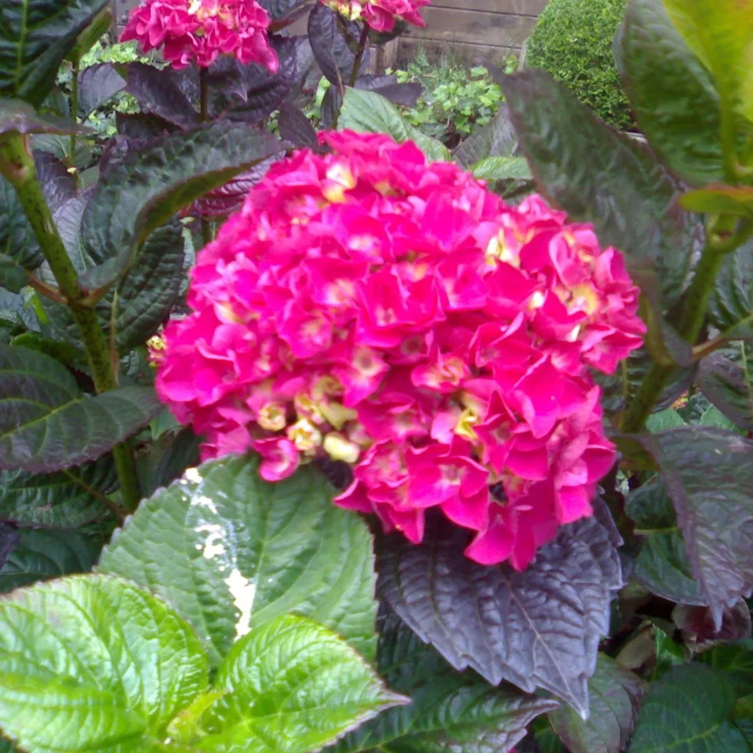 Hortensie 'Merveille Sanguine' Hydrangea macrophylla 25 bis 30 cm im Container Kugelige Blüten