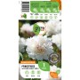 GROW by OBI Pfingstrose Lactiflora Shirley Temple, weiße Blüte. Blumenzwiebel für Beet und Garten.