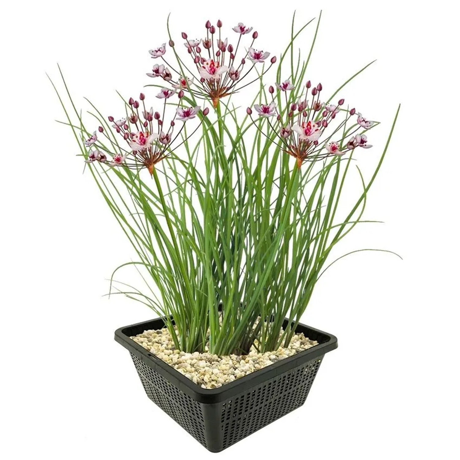 Vdvelde Schwanenblume Teich   Rosa Blühend   Winterhart   Heimisch   8 Stück