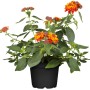 Orangefarbenes Wandelröschen im Topf, ca. 15 cm hoch. Blühende Kübelpflanze mit grünen Blättern.