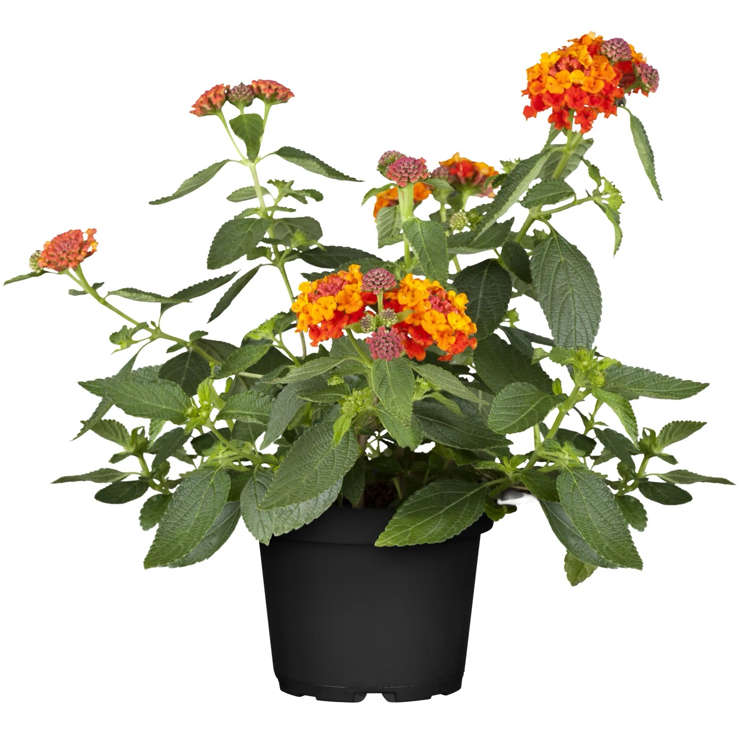 Orangefarbenes Wandelröschen im Topf, ca. 15 cm hoch. Blühende Kübelpflanze mit grünen Blättern.