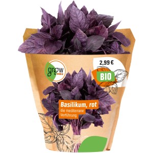 Grow by OBI Bio Basilikum im Topf, rote Blätter. Küchenkräuter für aromatische Gerichte.