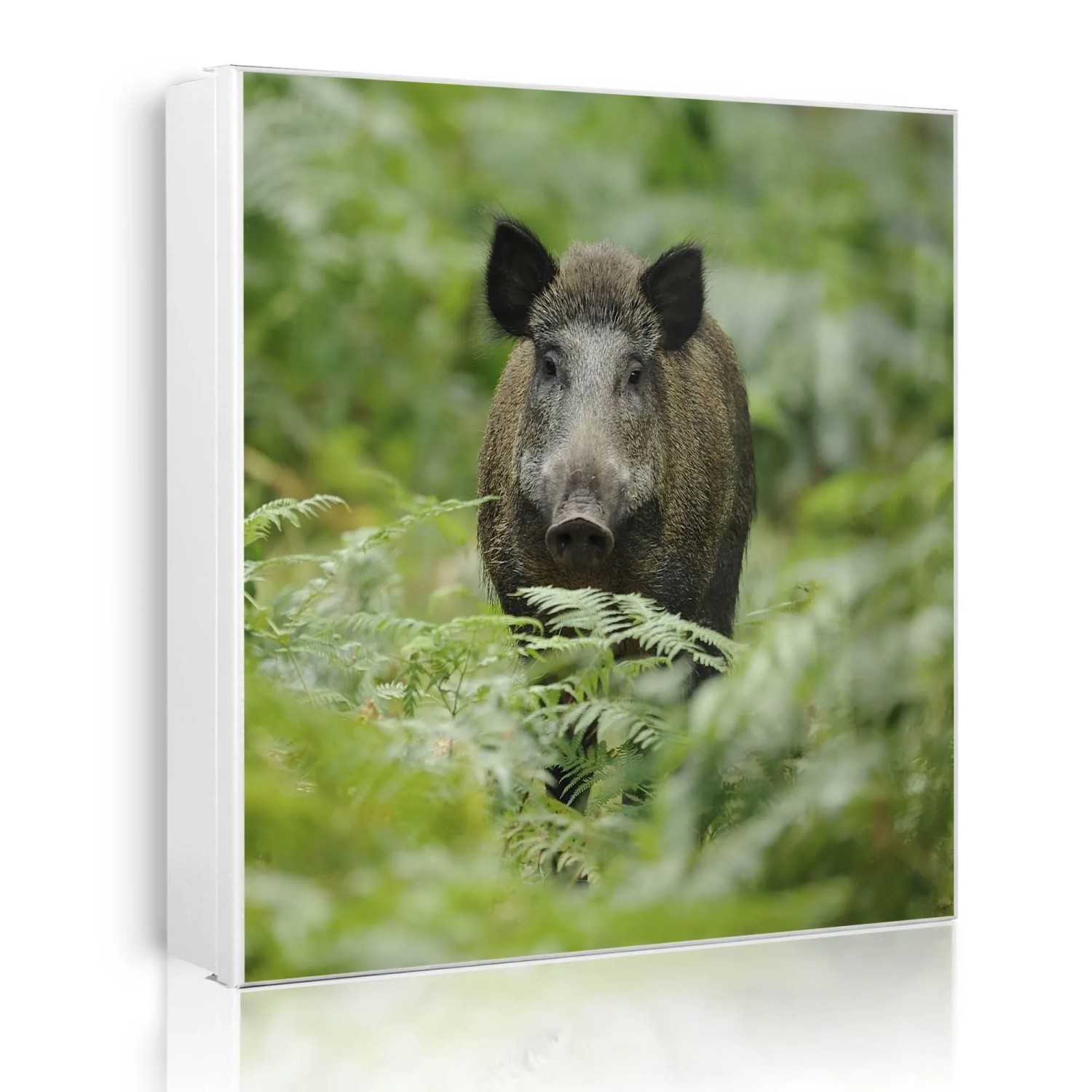 Banjado Großer Schlüsselkasten Metall 30x30cm Weiß Scharnier Links 50 Haken Beschreibbar Magnetisch Motiv Wildschwein