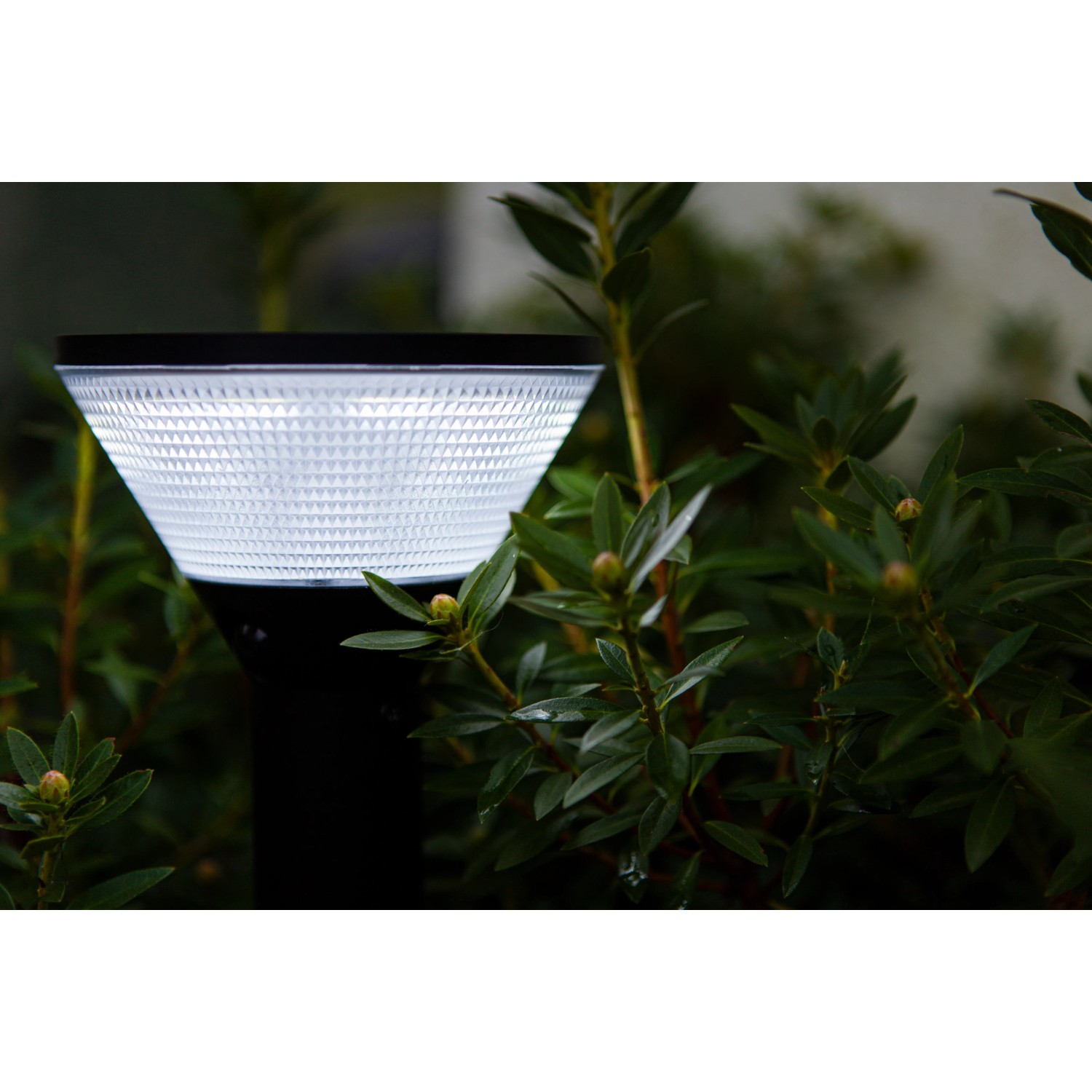Schwarze Lutec LED Solar-Wegeleuchte Karlo, 45 cm hoch, mit hellem Licht zwischen Pflanzen.