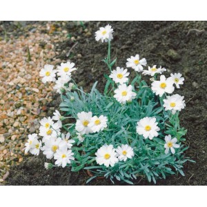 Balkan Schafgarbe (Achillea Ageratifolia) im 9x9 cm Topf mit weißen Blüten.