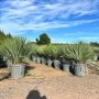 Sunny-Tree Mediterrane Yucca Rostrata Blue Blue Palmlilie Winterharte Pflanze bis -20°C Ideal für Garten & Terrasse_6