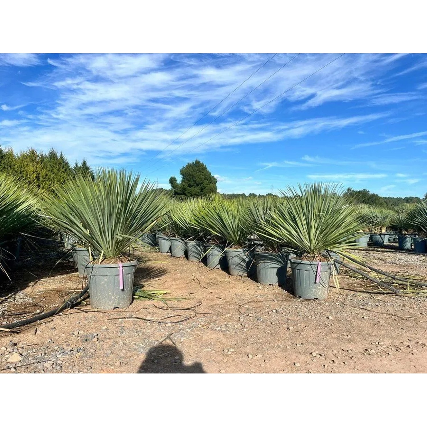 Sunny-Tree Mediterrane Yucca Rostrata Blue Blue Palmlilie Winterharte Pflanze bis -20°C Ideal für Garten & Terrasse_6