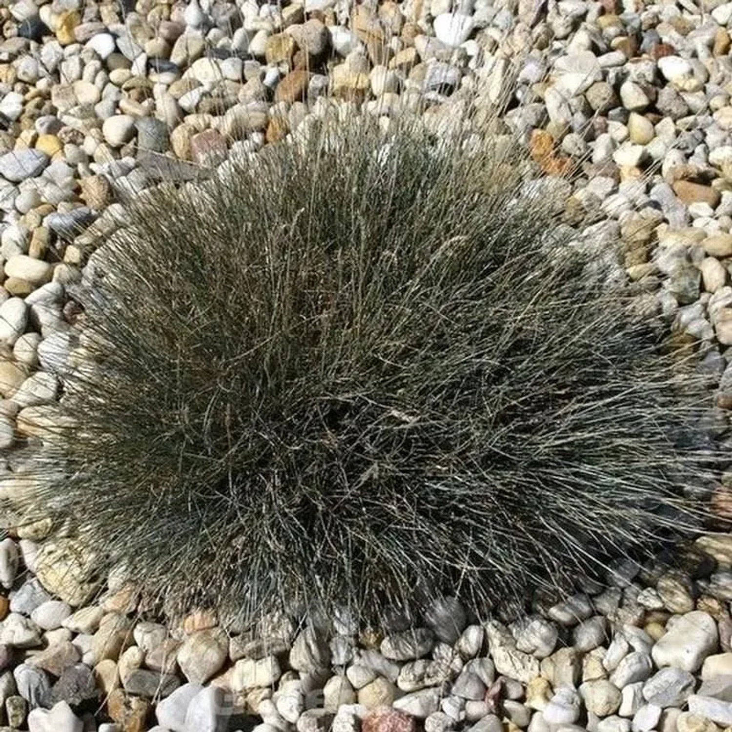 Walliser Schafschwingel Zwergenkönig - Festuca valesiaca
