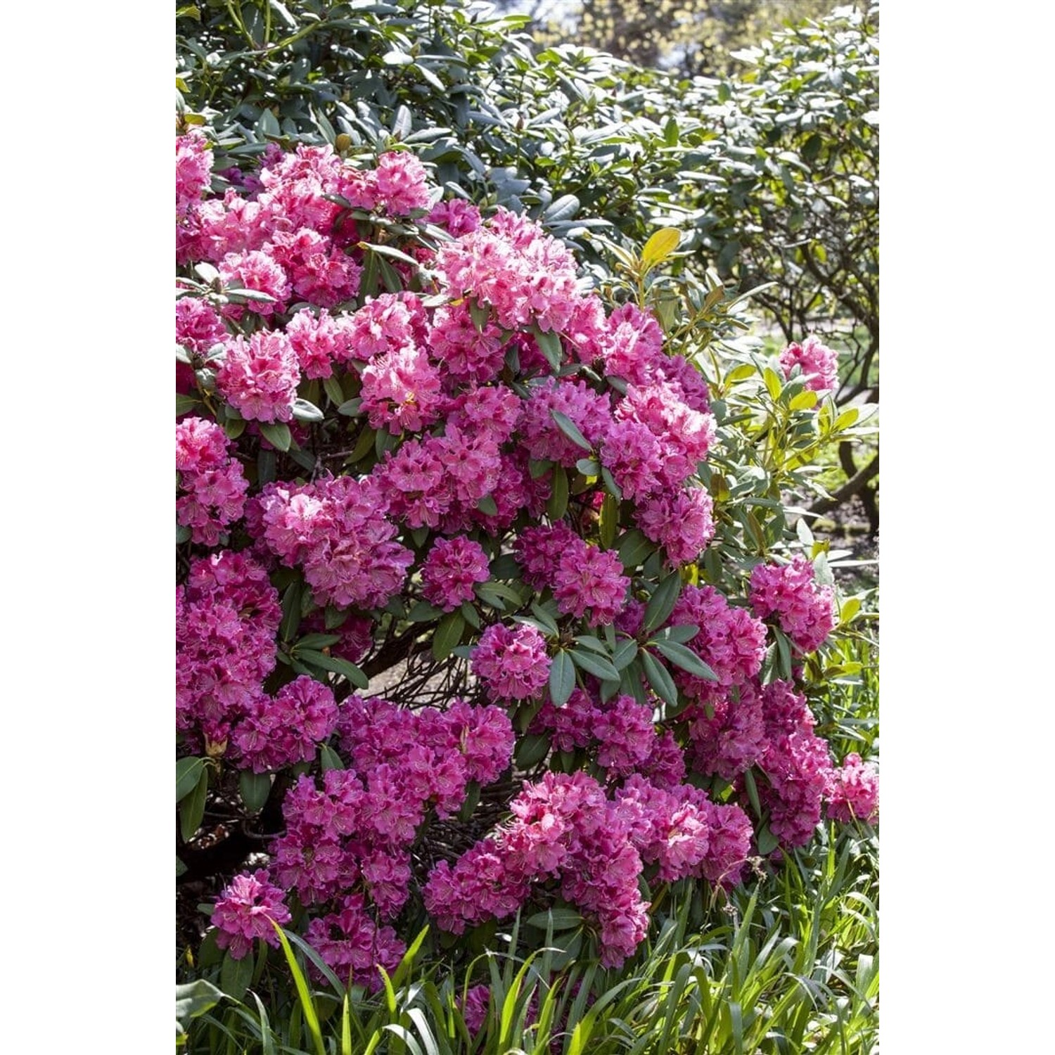 Rhododendron James Brigham Rosa Blüten 50–60 cm günstig online kaufen