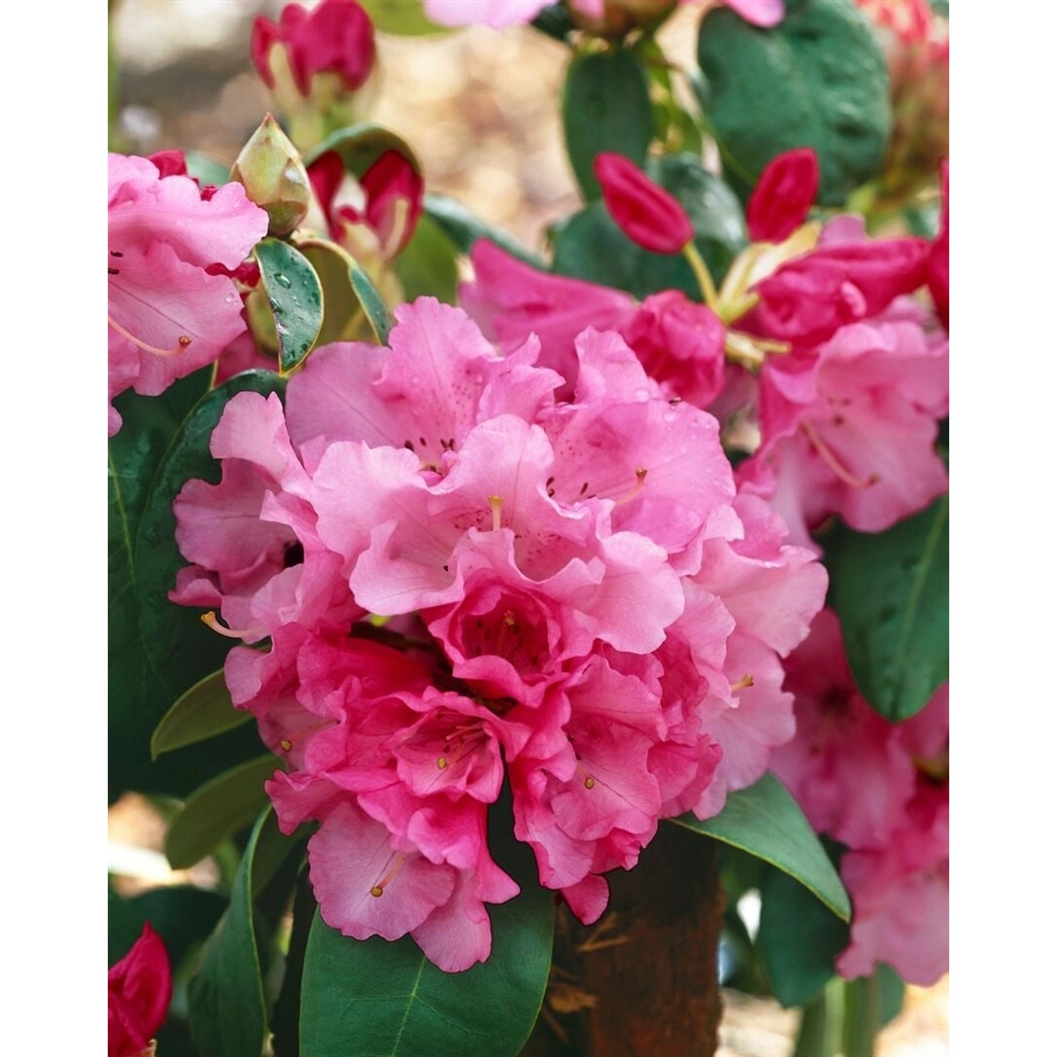 Rhododendron Williamsianum Görlitz Rosa Blüten 60–70 cm günstig online kaufen