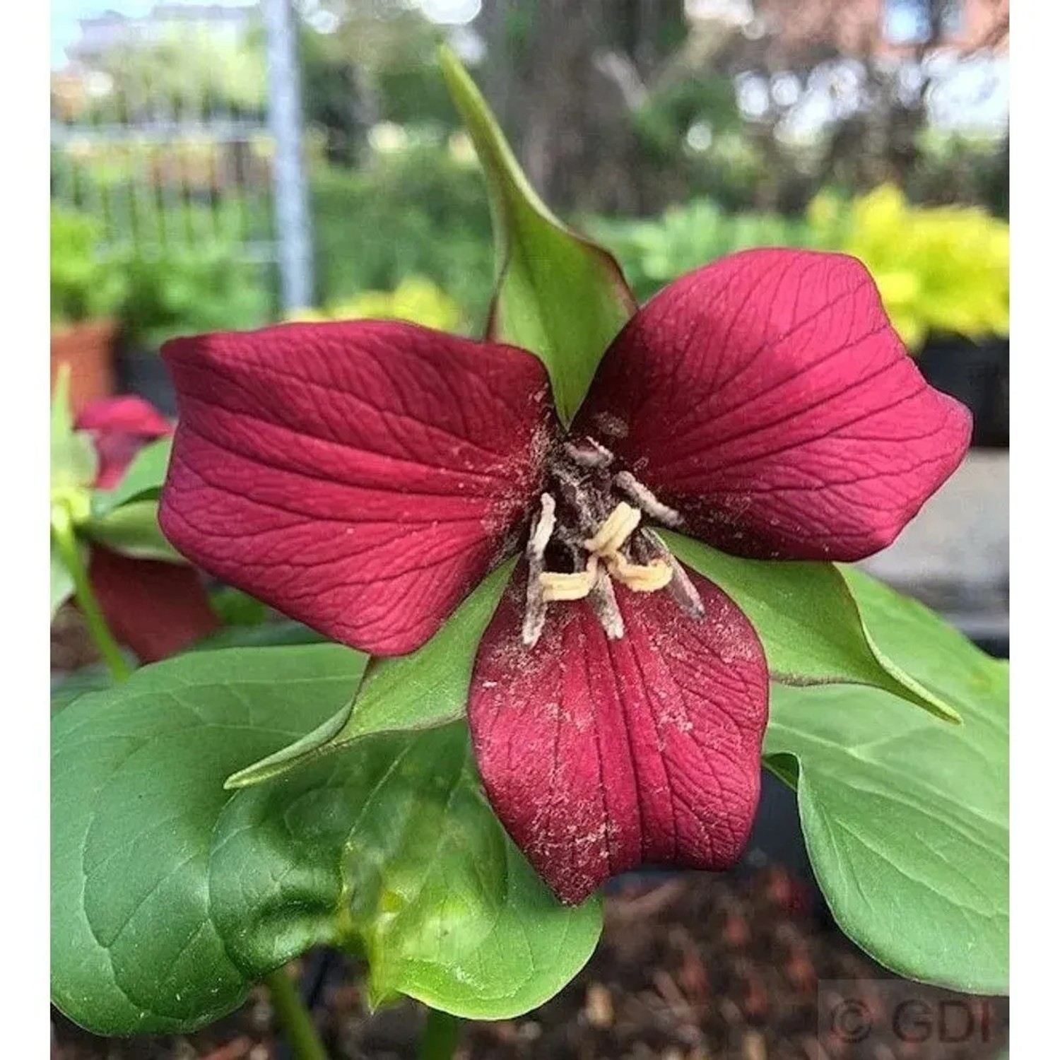 Aufrechte Waldlilie - Trillium erectum