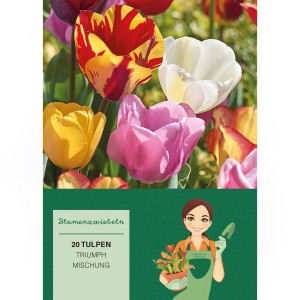 Tulipa Triumph Mischung, 20 Stück Blumenzwiebeln mit bunten Tulpen in Gelb, Rosa, Rot und Weiß.
