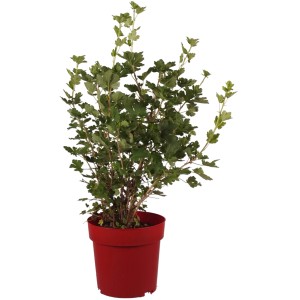 Junge Stachelbeere 'Darling' im roten Topf, ca. 30 cm hoch. Ideal für Garten und Naschgarten.