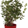 Junge Stachelbeere 'Darling' im roten Topf, ca. 30 cm hoch. Ideal für Garten und Naschgarten.