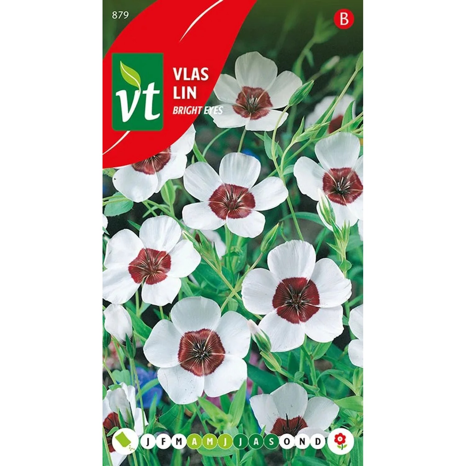 Lein 'Bright Eyes' Samen Ca. 1 g Auffällige Blüten