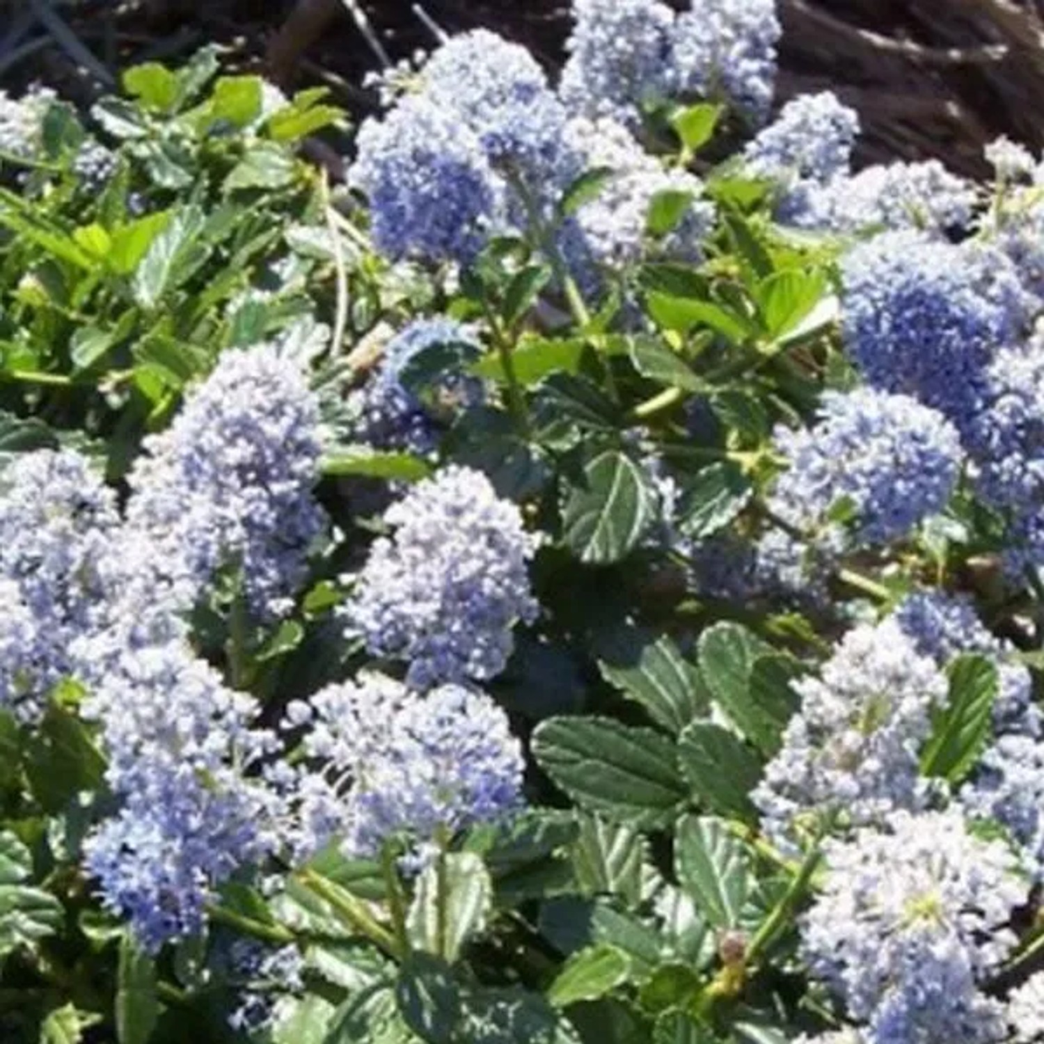 Säckelblume 'Edinburgh' Ceanothus 30 bis 40 cm im Container Dunkelblaue Blüten