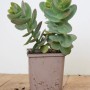 Sedum Telephium 'Yellow Xenox' im 11x11 cm Topf. Fette Henne Staude mit grünen Blättern.