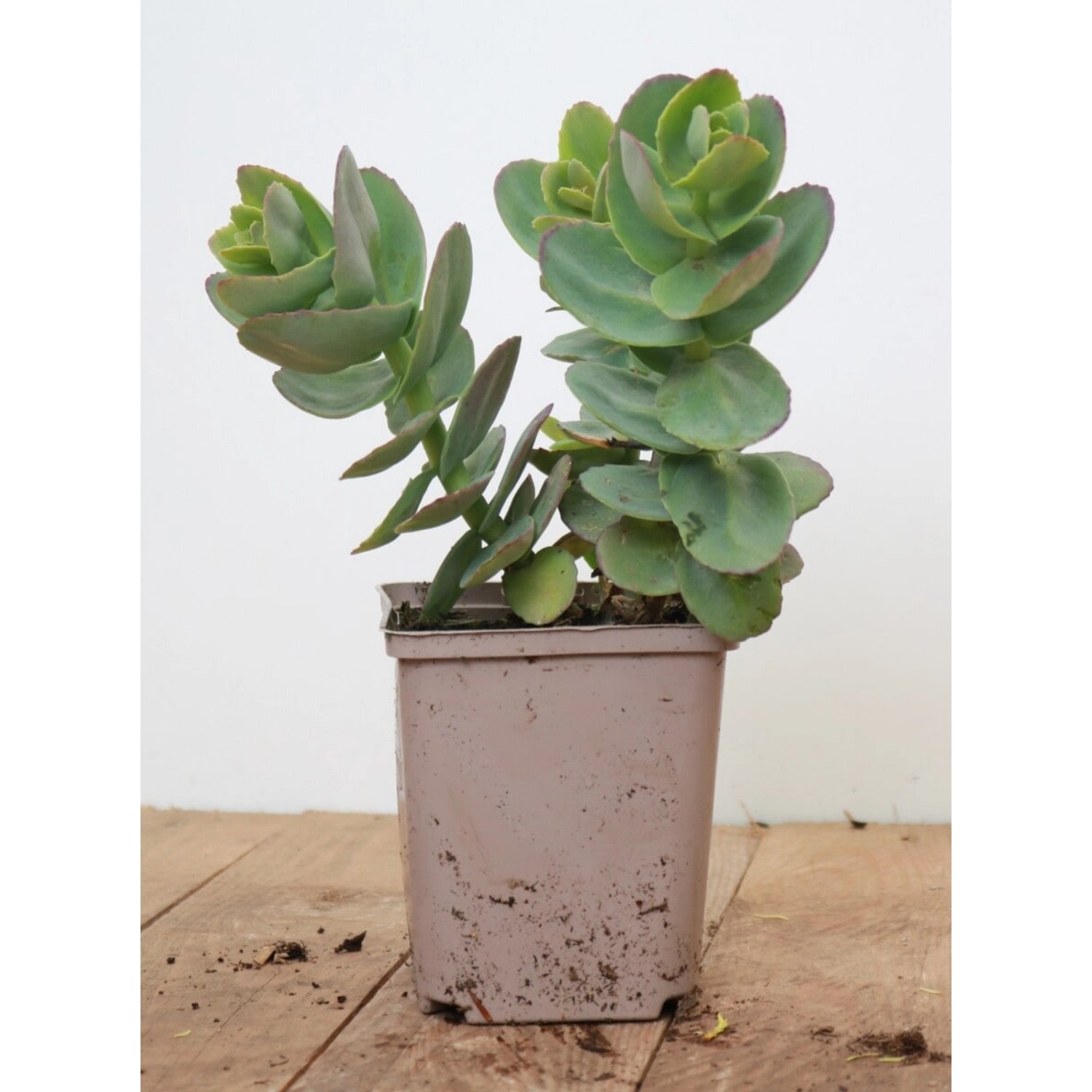 Sedum Telephium Yellow Xenox R Fette Henne Ca. 11x11 cm Topf günstig online kaufen
