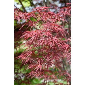 Acer Palmatum Red Pygmy: Japanischer Ahorn mit roten Blättern, 60-80 cm hoch.