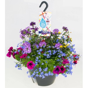 Beetpflanzen-Mix im Ampeltopf (Ø 27cm) mit bunten Blüten in Lila, Blau und Pink.