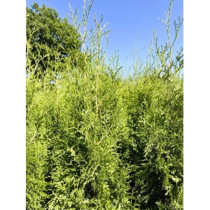Baumfink Thuja Occidentalis King of Brabant als Topfpflanze 80-100cm
