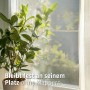 Cocoon Insektenschutzrollo, anthrazit, am Fenster mit Pflanze im Vordergrund.