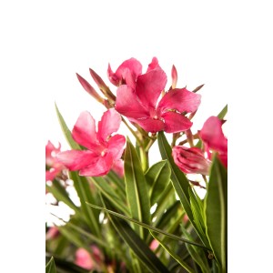 Oleander Multicolor mit roten Blüten, ca. 50 cm hoch im 15 cm Topf.