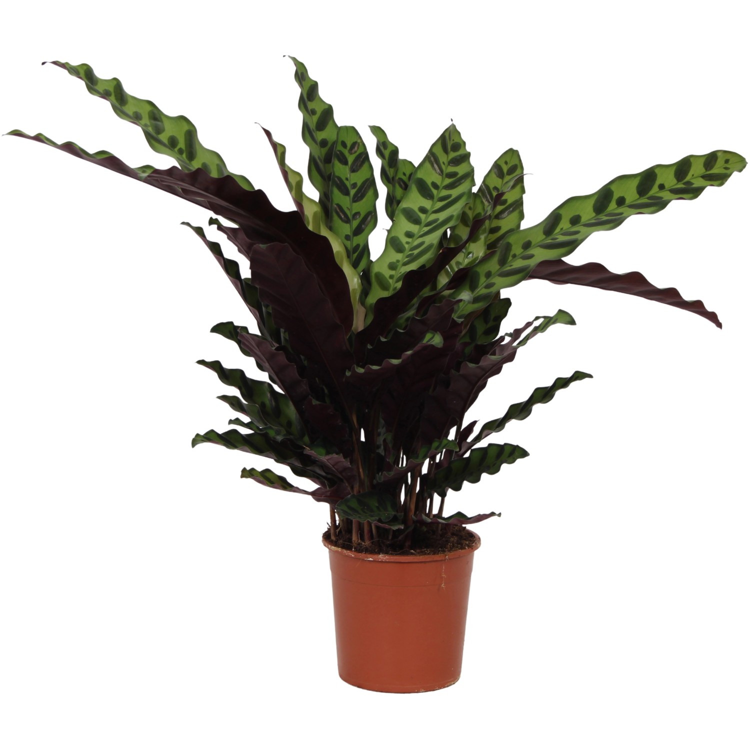 GROW by OBI Korbmarante Insigne Höhe 50-55 m Topf-Ø ca. 14 cm