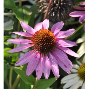 Nahaufnahme einer rosa blühenden Sonnenhut (Echinacea) Staude mit braunem Blütenkopf.