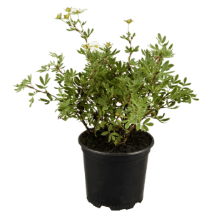 Potentilla Fingerstrauch Weiss im 9x9 cm Topf, blühende Zimmerpflanze mit weißen Blüten.