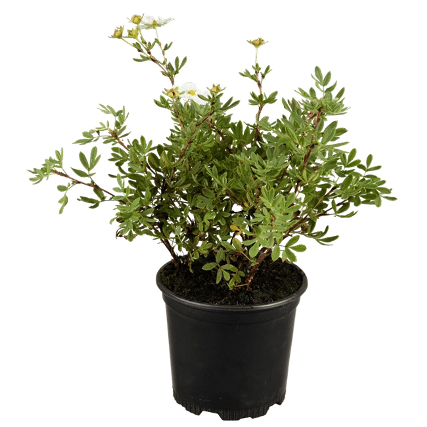 Potentilla Fingerstrauch Weiss Ca 9x9 cm Topf günstig online kaufen
