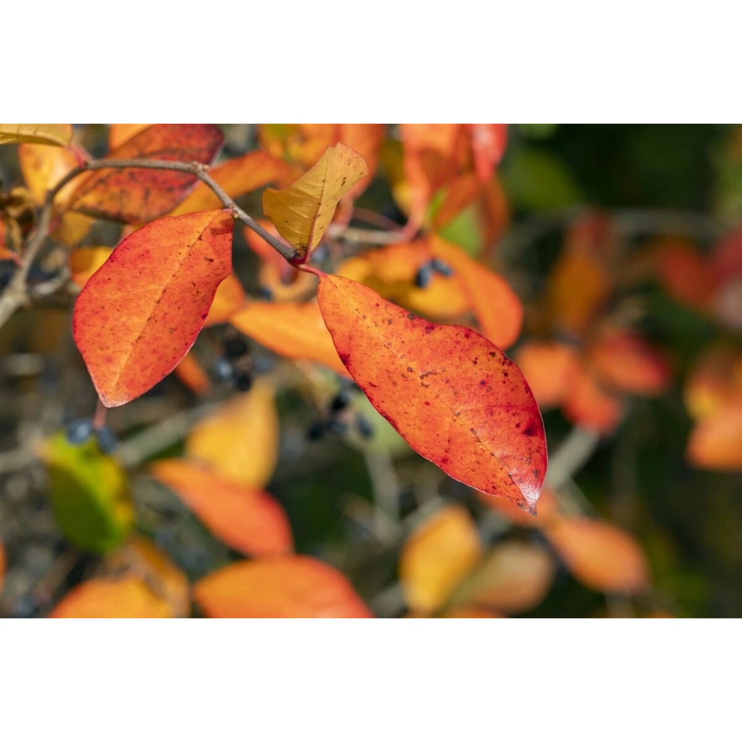 Nyssa Sylvatica Wildfire Tupelobaum Leuchtend Rot 60–80 cm günstig online kaufen