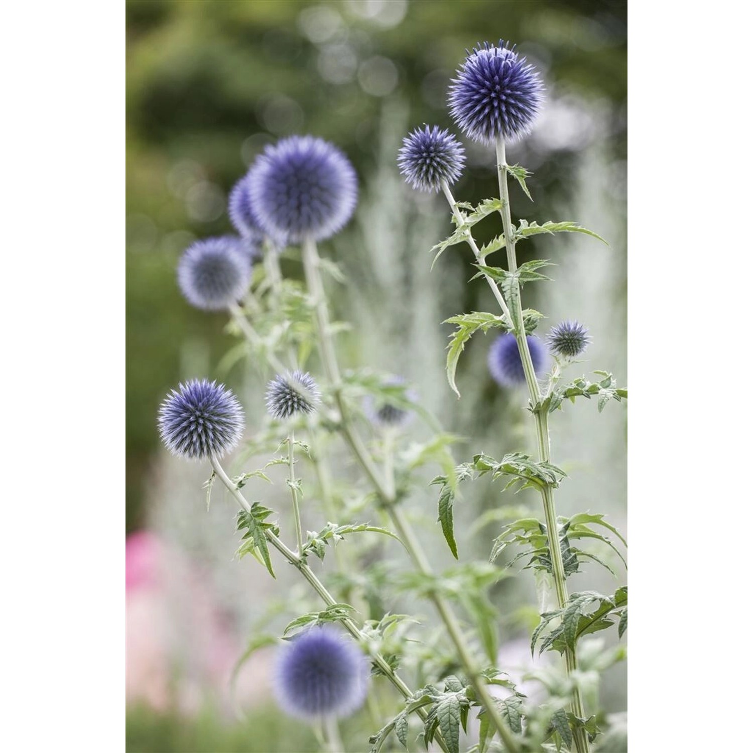 Echinops Ritro Kugeldistel Ca. 9x9 cm Topf günstig online kaufen