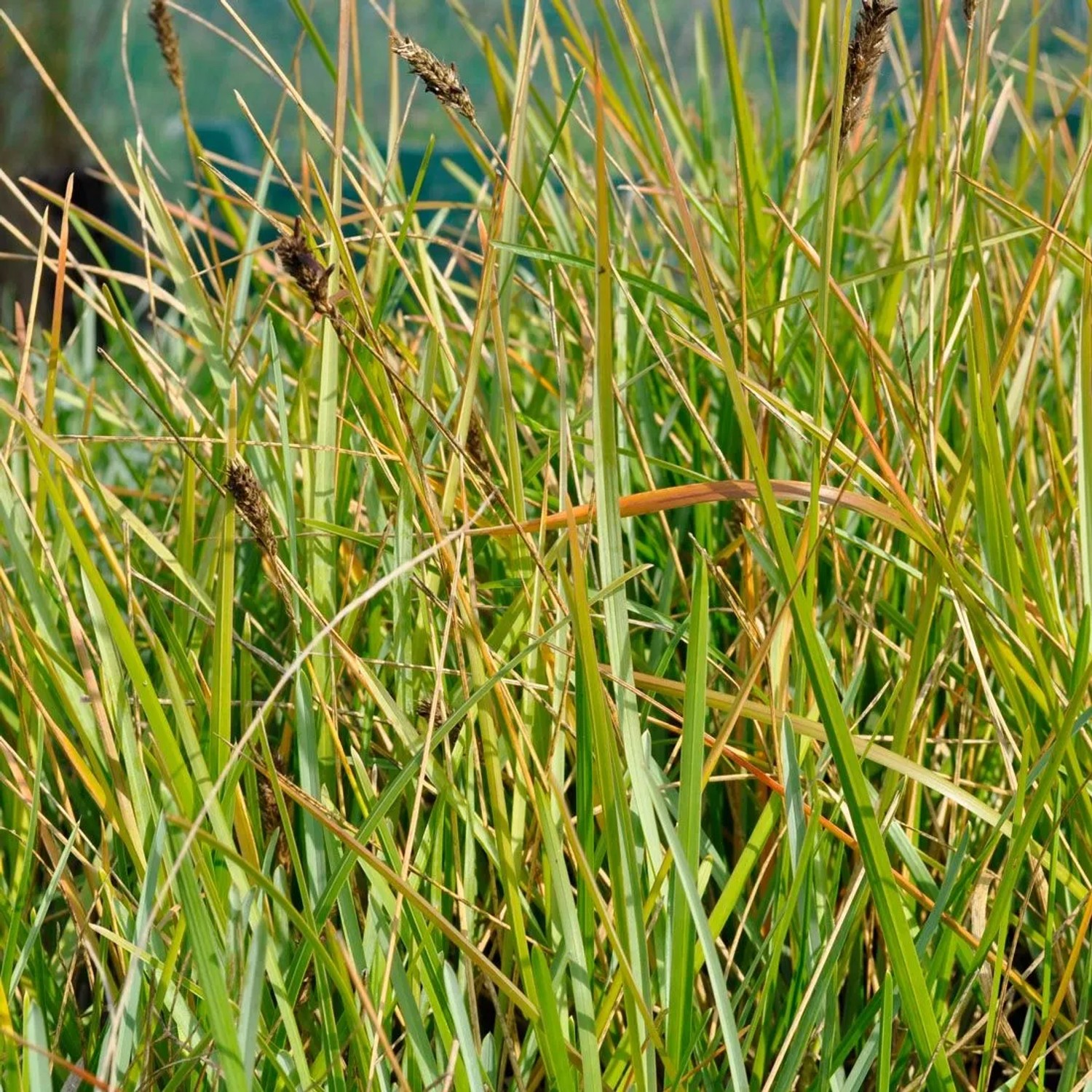 6 x Blaugras Sesleria heufleriana Topf 9cm Blaugrünes Laub