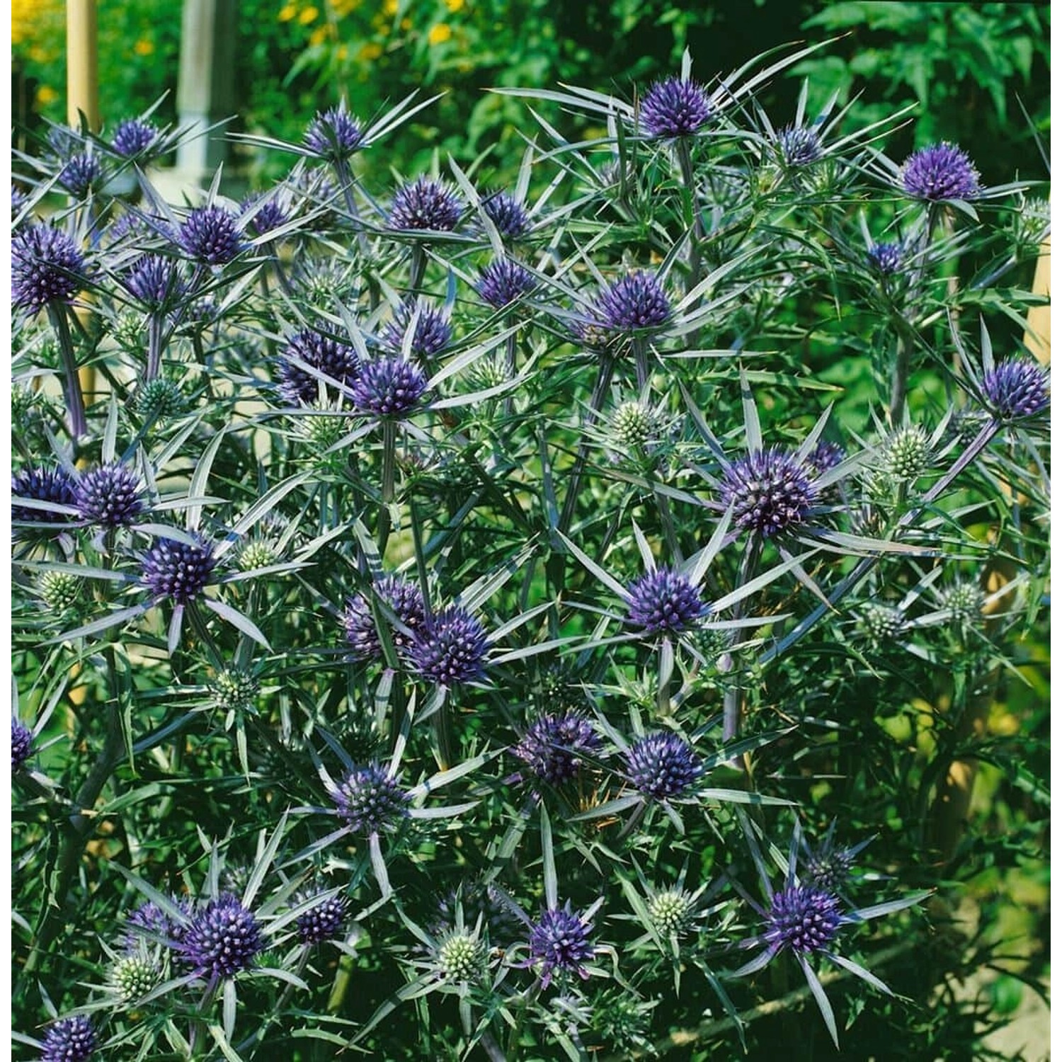 Eryngium Amethystinum Amethyst Mannstreu Ca. 9x9 cm Topf günstig online kaufen