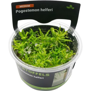 Stoffels Aquariumpflanze Pogostemon helferi im Topf, grüne Vordergrundpflanze für Aquarien.