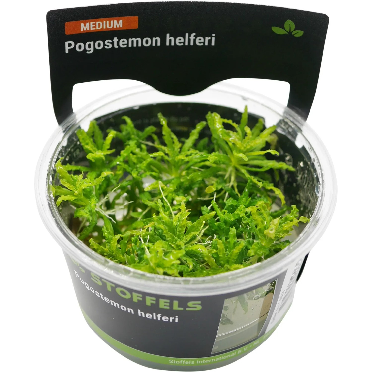 Pogostemon helferi in-vitro