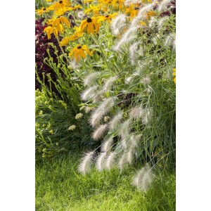 Lampenputzergras 'Hameln' im Gartenbeet mit gelben und roten Blüten im Hintergrund.