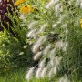 Lampenputzergras 'Hameln' im Gartenbeet mit gelben und roten Blüten im Hintergrund.
