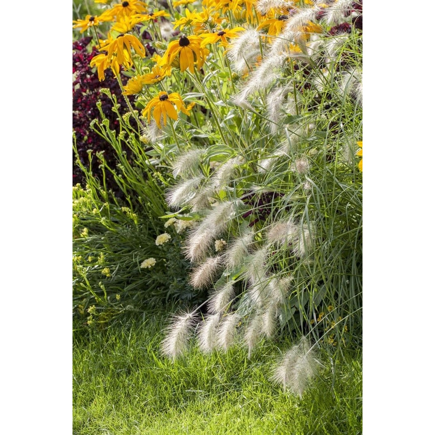 Pennisetum Alopecuroides Hameln Lampenputzergras Ca. 11x11 cm Topf günstig online kaufen