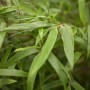 Nahaufnahme des grünen Fargesia Rufa Bambus, einer winterharten Grassorte.