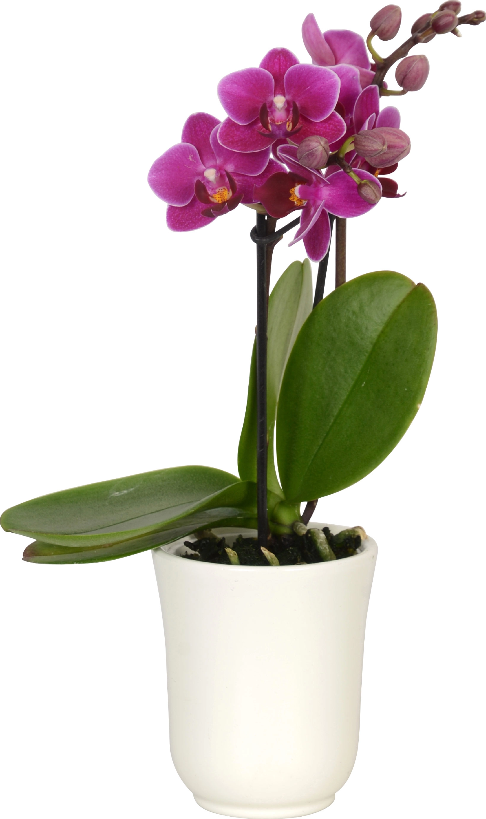 Mini 6 Keramik cm OBI kaufen Topf-Ø Schmetterlings-Orchidee 2-Trieber in bei
