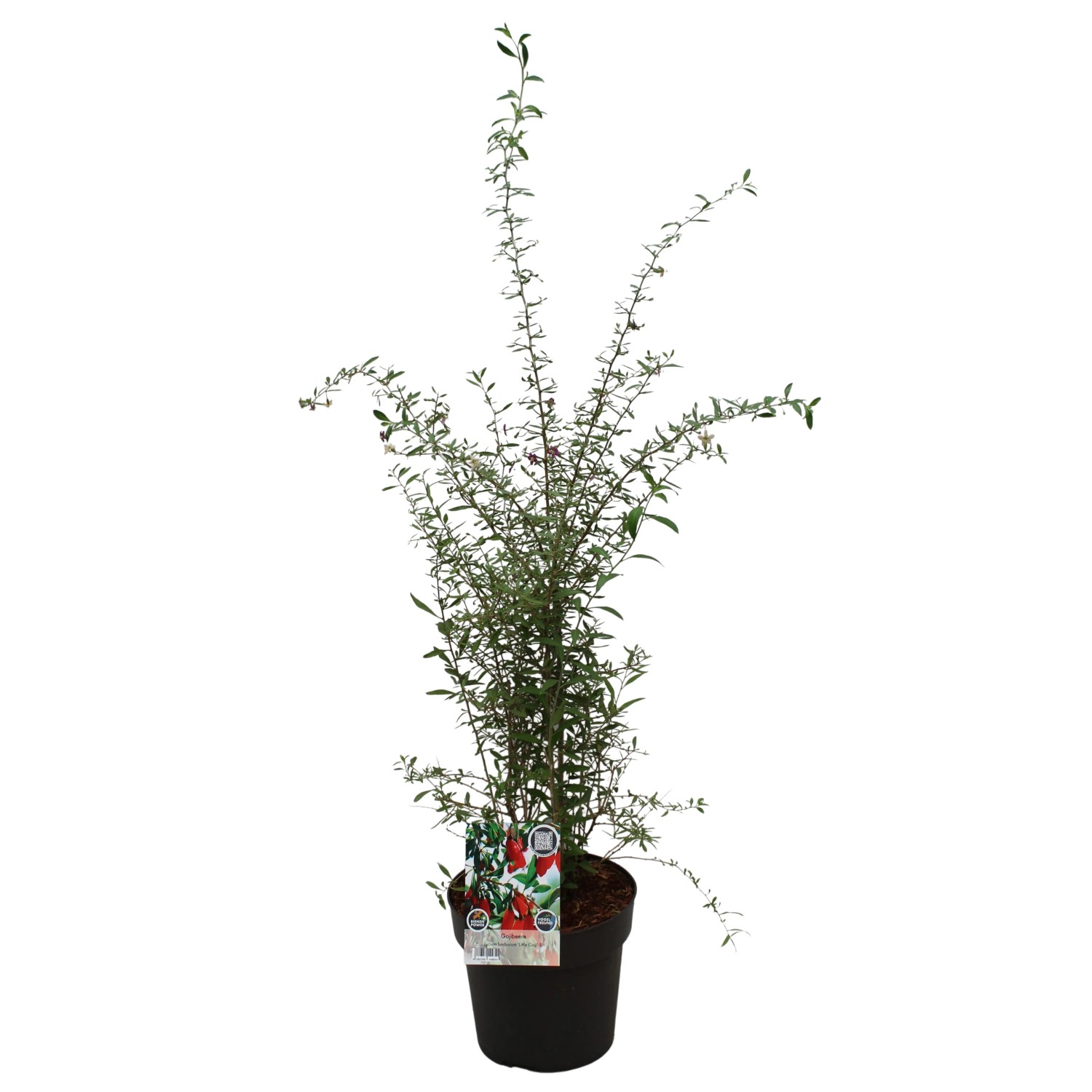 Goji-Beere Little Goji im Topf, ca. 30-40 cm hoch. Beerenstrauch mit grünen Blättern.