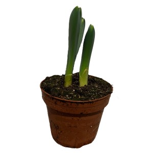 Riesen-Lauch (Allium giganteum) im Topf, ca. 20-30 cm hoch. Sommerpflanze für Beet und Insekten.