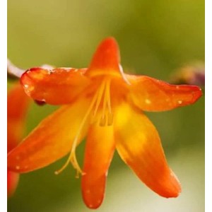 Nahaufnahme einer orangefarbenen Transkei Montbretie (Crocosmia masoniorum) Blüte.