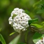 Nahaufnahme des Osterschneeball Anne Russell Hochstamms mit weißen Blüten.